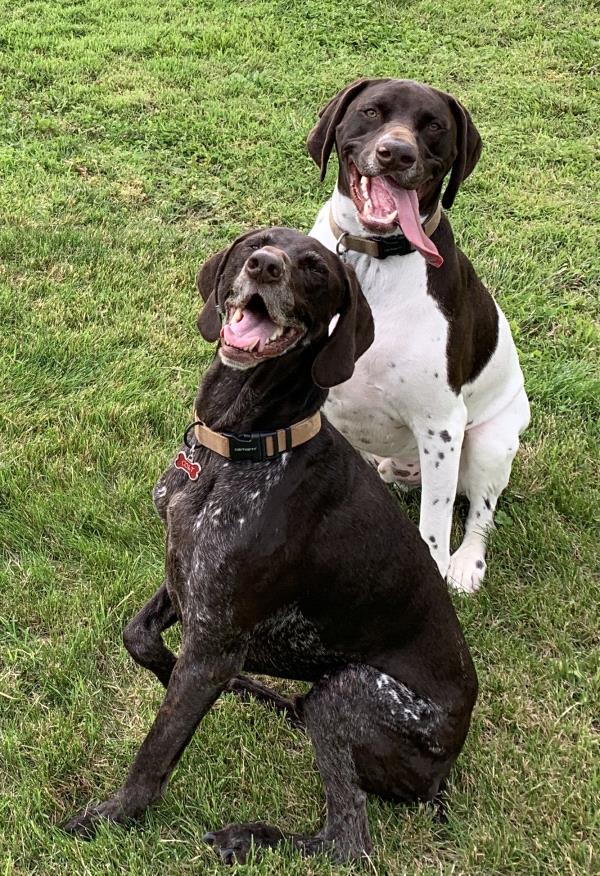 /images/uploads/southeast german shorthaired pointer rescue/segspcalendarcontest2021/entries/21912thumb.jpg